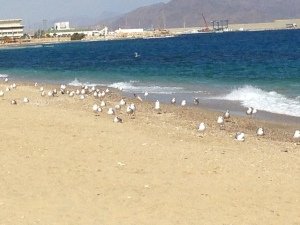 Playa Garrucha 