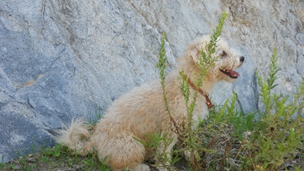 Andalusien Reise mit Hund