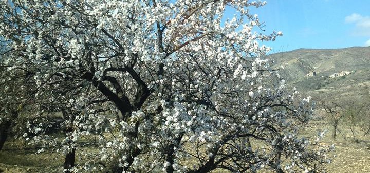 Mandelblüte, Andalusien