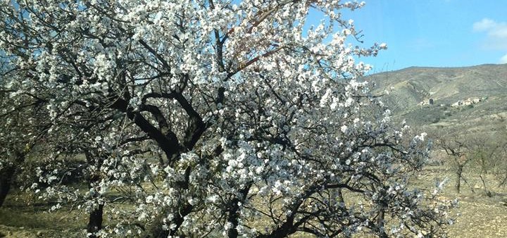 Mandelblüte, Andalusien