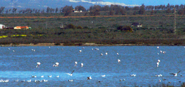 Flamingos, Cabo de Gata, Ausglugsziele Almeria