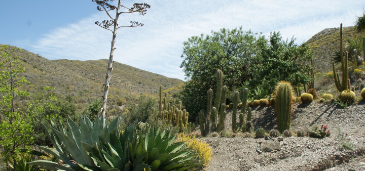 Singlereise Andalusien Kakteenfarm Kakteen Andalusien
