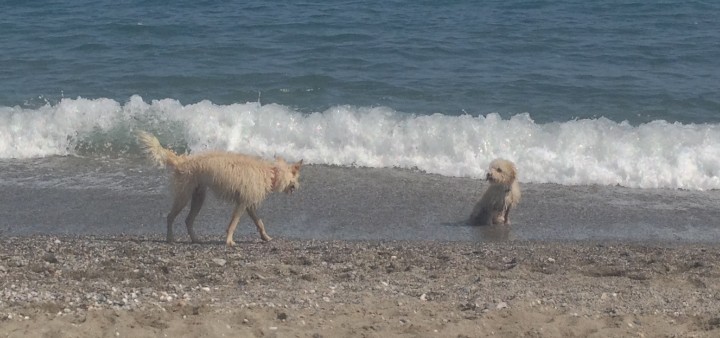 Hundestrände in Andalusien