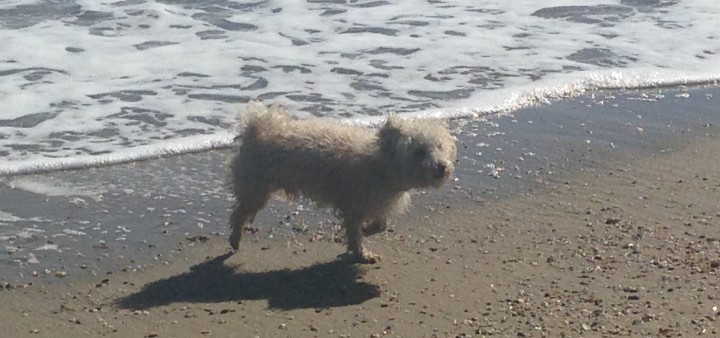 Strand für Hunde