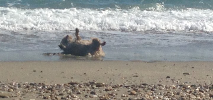 Hund hat Spaß am Strand