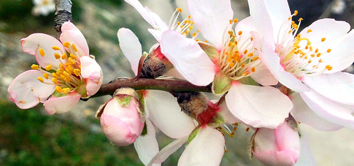 Mandelblüte