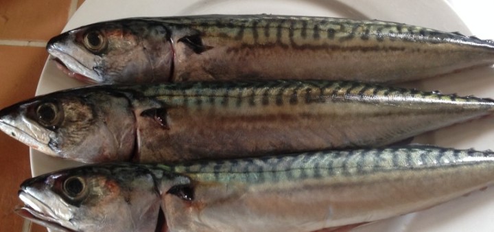 Fisch ist fester Bestandteil auf dem Speiseplan frische Makrelen