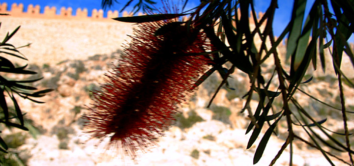 Pflanzen vor Alcazaba Almeria Pfeifenputzerbaum vor Alcazaba Almeria