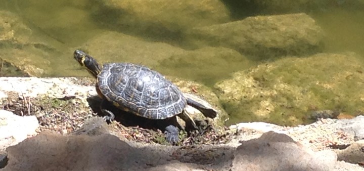 Wasserschildkröte