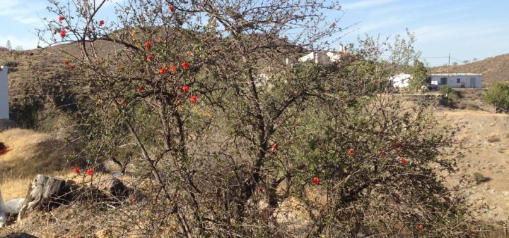 Urlaub in Andalusien mit wunderschöner Natur