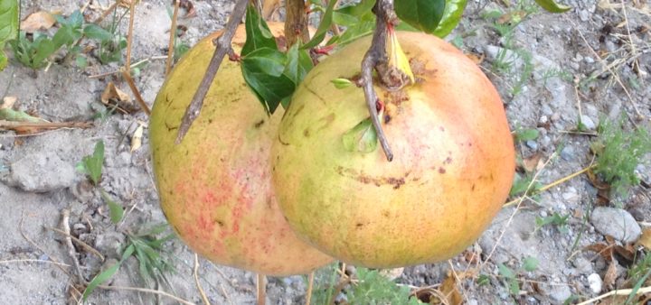 Granatapfel Gelee mit diesen zwei Granatäpfeln Granatäpfel zum Pflücken bereit