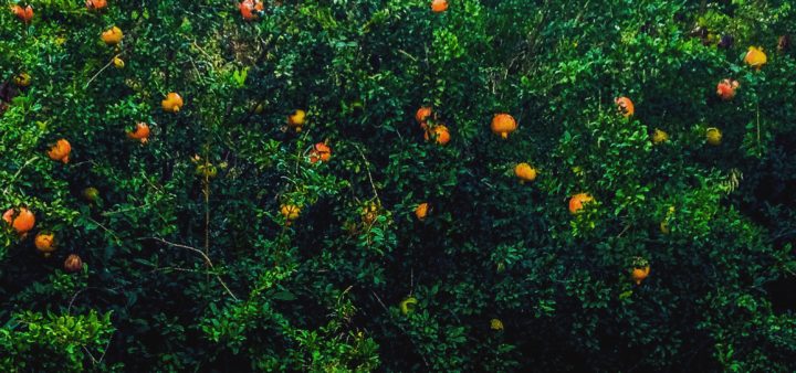 Granatapfel Baum für Gelee