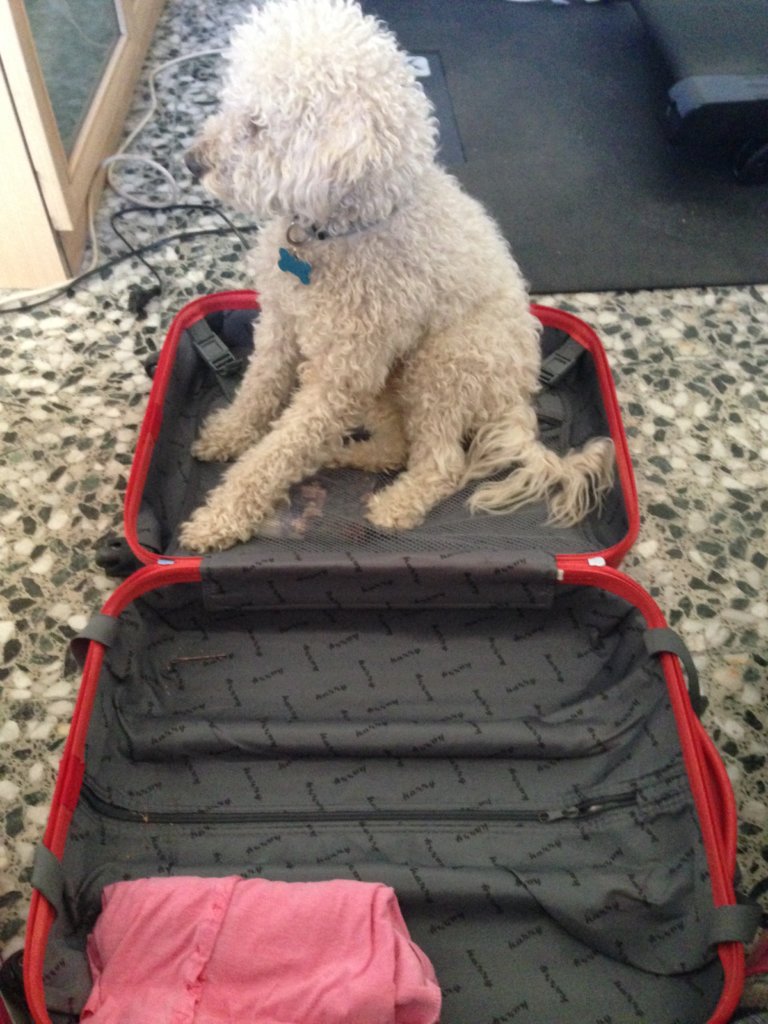 Koffer mit Hund - zu schwer als Handgepäck :D