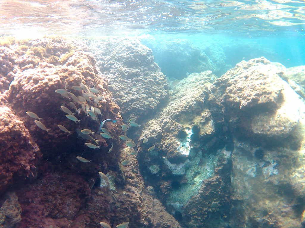 Fische im Wasser an den Stränden in Cuevas del Almanzora