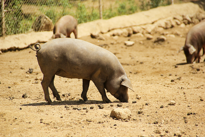 Iberisches Schwein beim Fressen